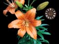 Flower Lily. Lilies on a black background - Skin for ClockWallpaper - Clock and Wallpaper for your Desktop