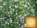 Grass Lawn. Grass green & flowers - Skin for ClockWallpaper - Clock and Wallpaper for your Desktop